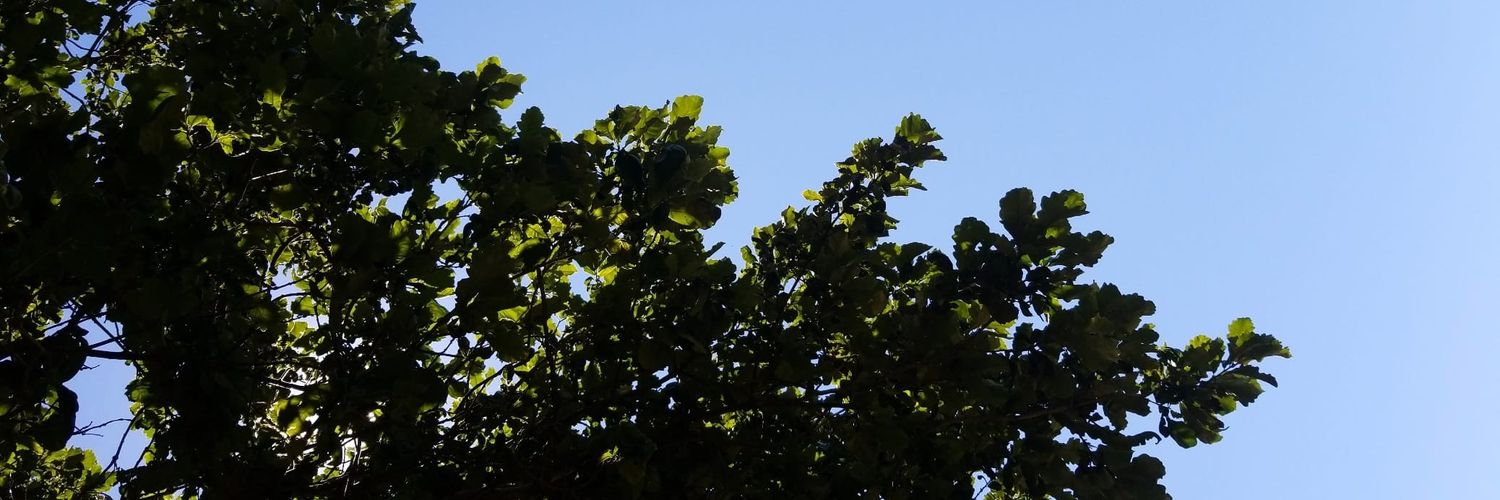 cmrcasano's profile banner image