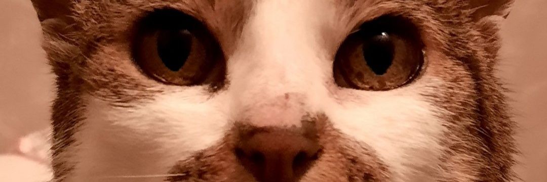 Princesse Guerrière 🐱👑⭐⭐ banner