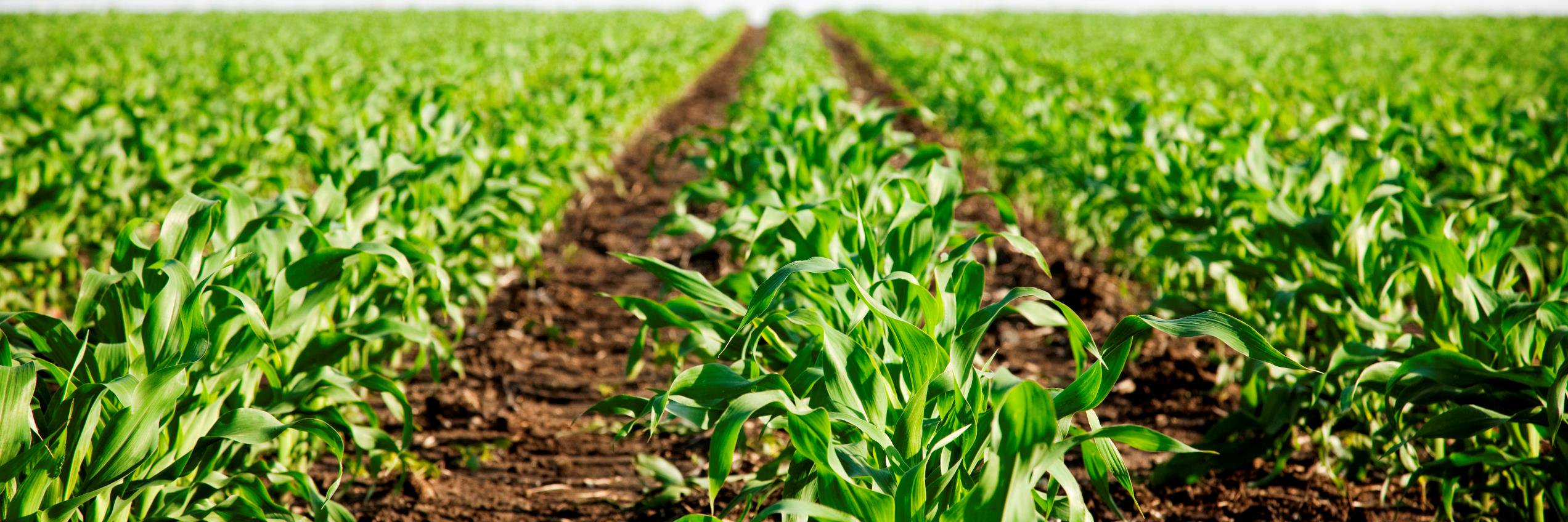 ThunderSeedAB's profile banner image