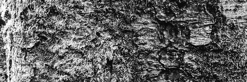 paaels's profile banner image