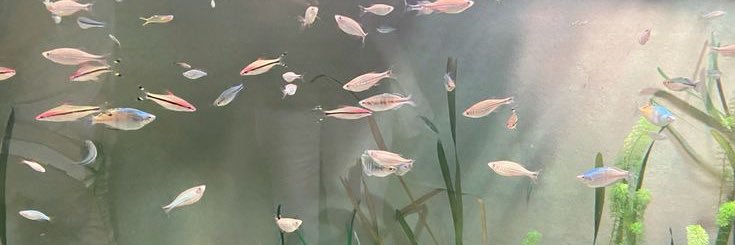 unicaxtella's profile banner image