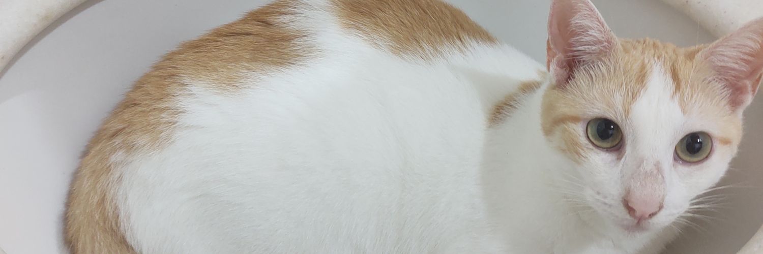 larirachel's profile banner image