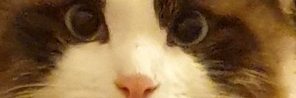 XIXOccg Profile Banner