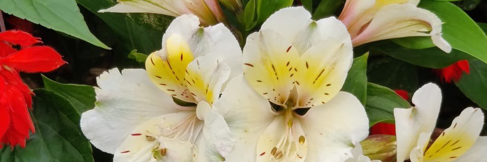 janicesalintha's profile banner image