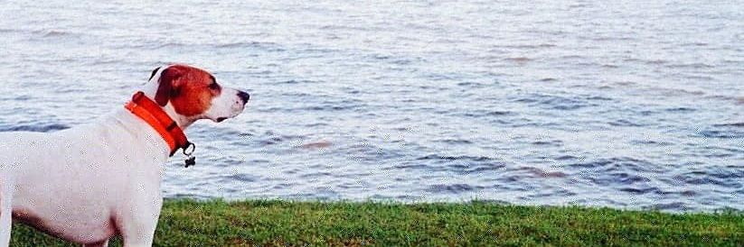 Steven Pierson banner