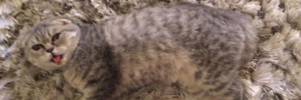 WinstonandMolly's profile banner image