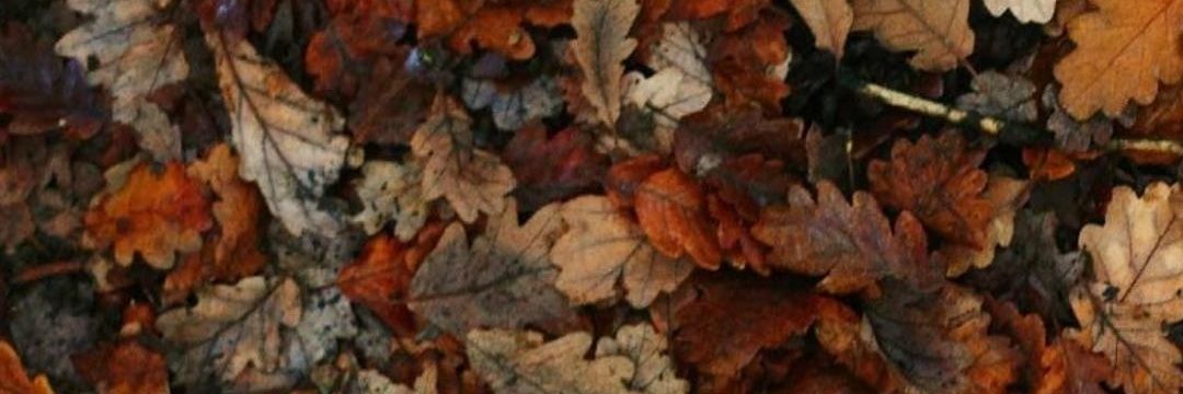 Masslova's profile banner image