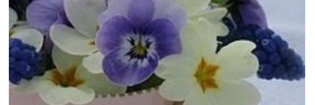 ajneece's profile banner image