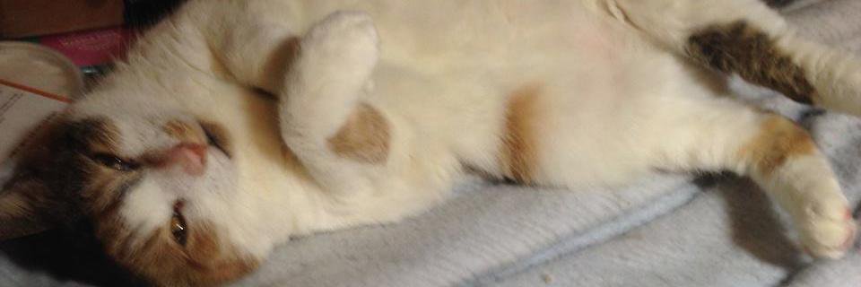 CatNamedCat1's profile banner image