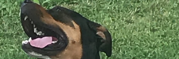 IndominusZach's profile banner image