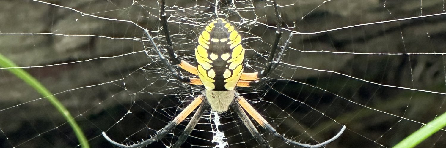 opusperpetua's profile banner image