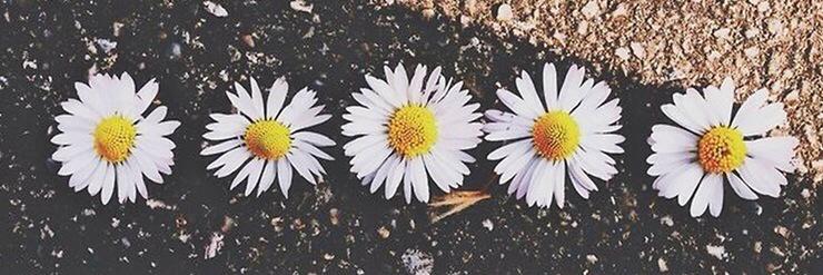 nonaf1511's profile banner image