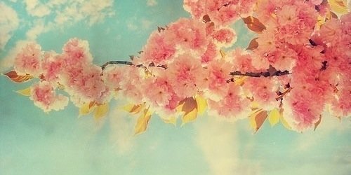 eriecherry's profile banner image