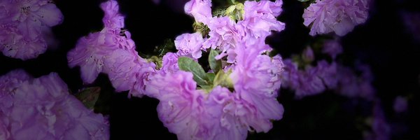 APAkins Profile Banner