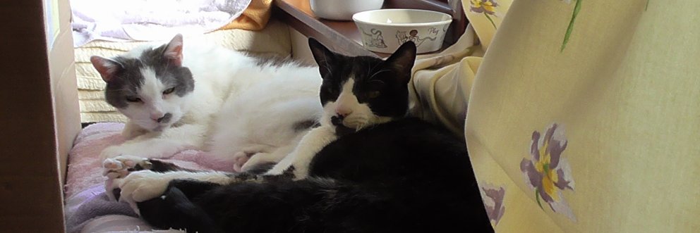 FeJas #Purr4Jasper banner