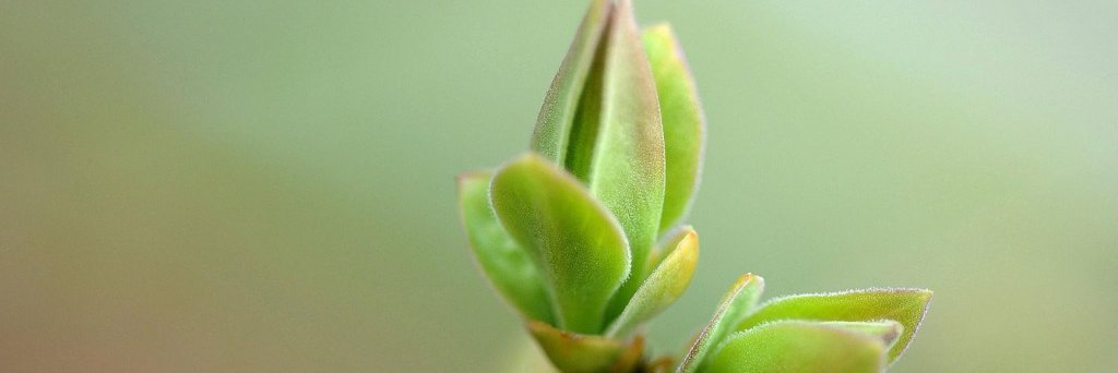 Uplift Humanity banner