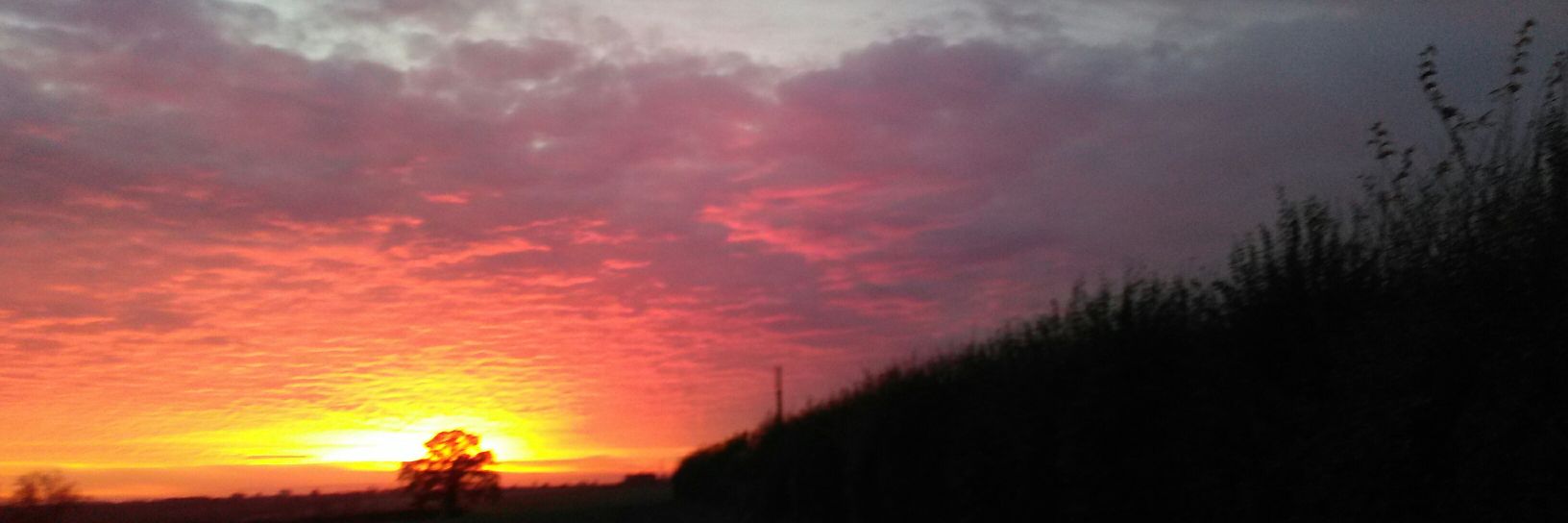 Sharon Louise banner