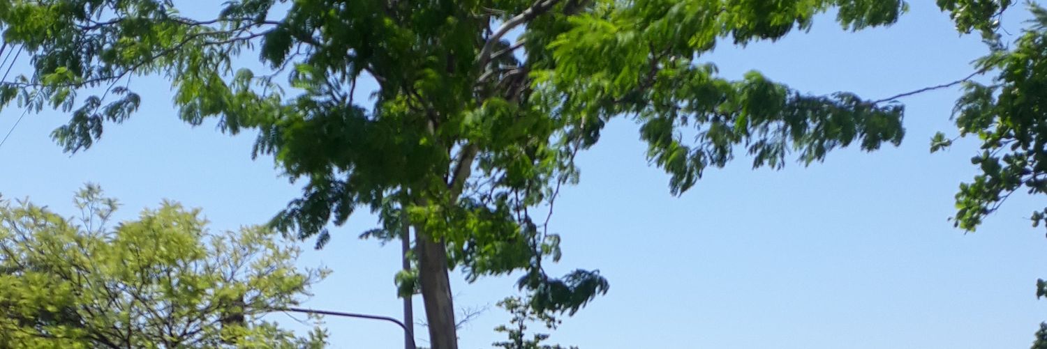 vitallidia1's profile banner image