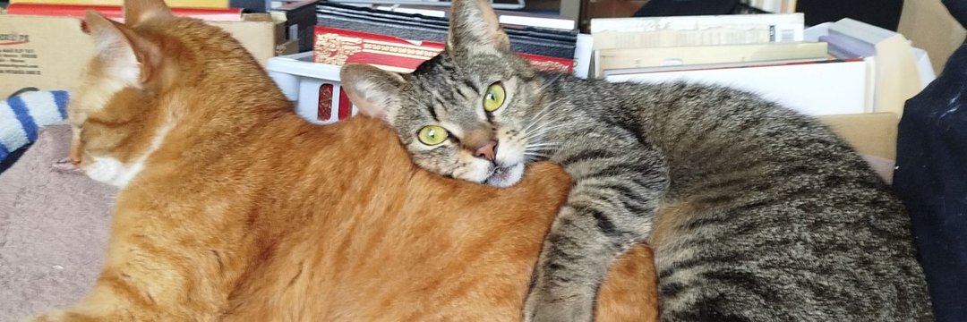 𝓐𝓰𝓪𝓽𝓪 🍉🗝️ banner