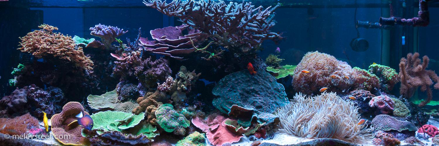melevsreef's profile banner image