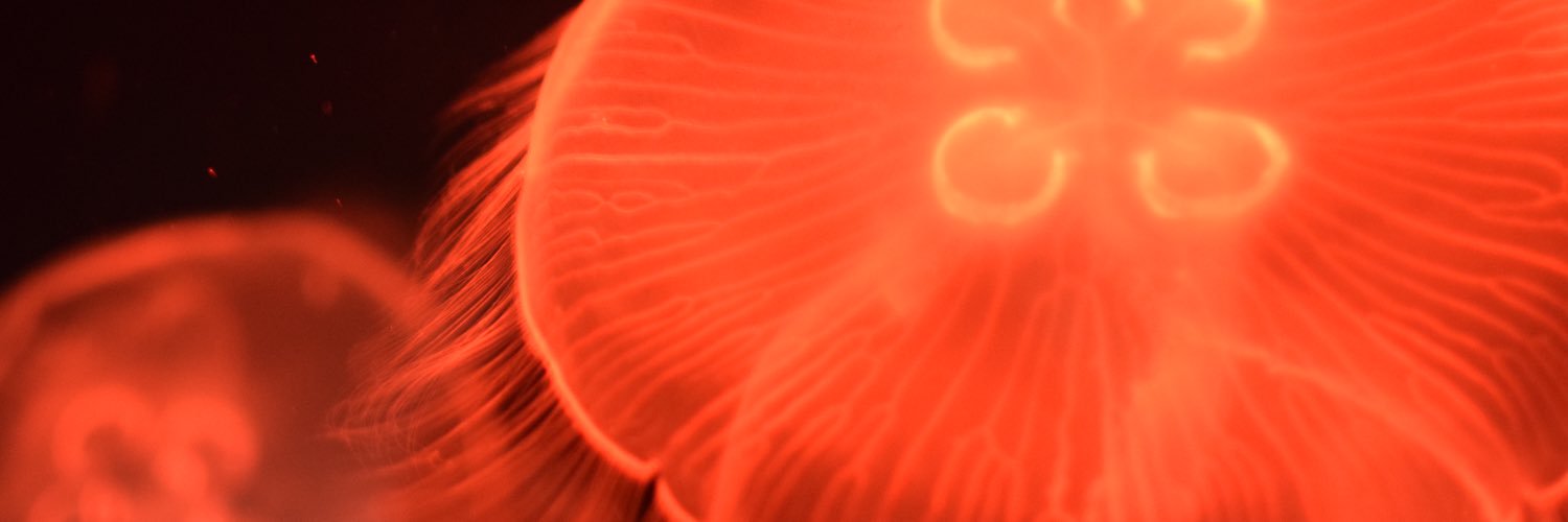 Classic_1125's profile banner image