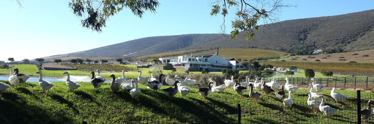 kudzai mwerenga banner