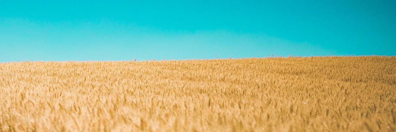 Dr Maria Shmygol 🌻 banner