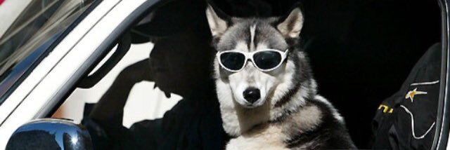 SlyDogsNerf's profile banner image