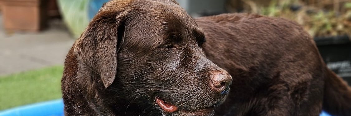 Choc Lab Lady (@Sheena_choclabx) / Posts / X