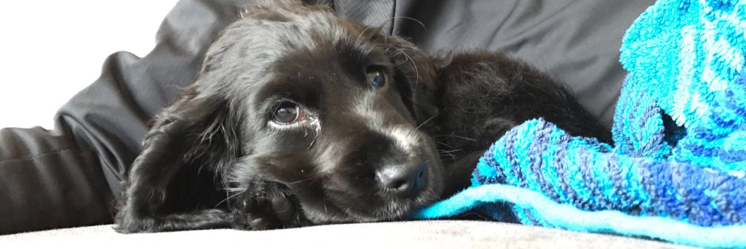 Charlie Danielle Ash banner