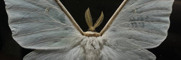 jeanlevitskiy Profile Banner