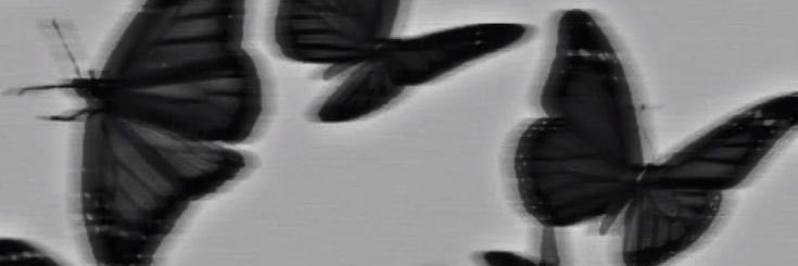 Lola🍍 banner