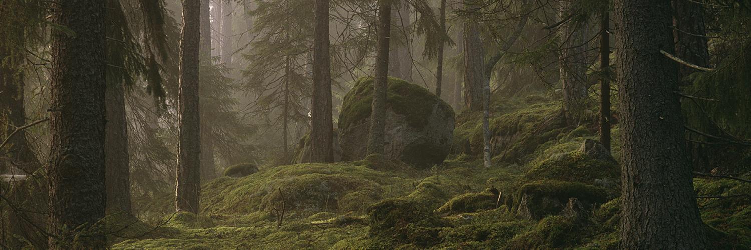 Biremesx's profile banner image