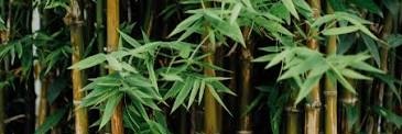 bren 💫 banner