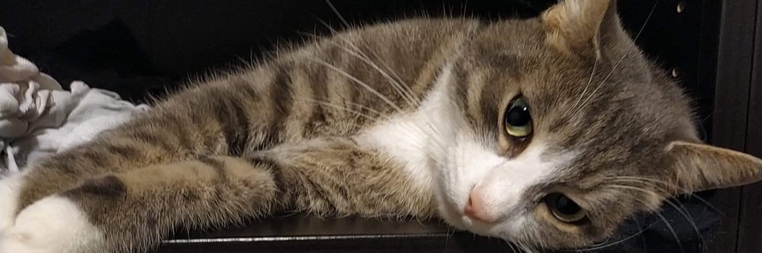 MarysolCx's profile banner image