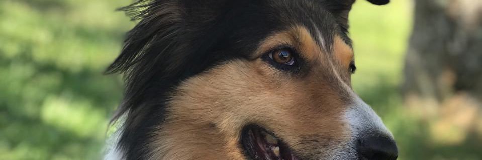 daltoegd's profile banner image