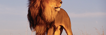 DicksonLarry's profile banner image