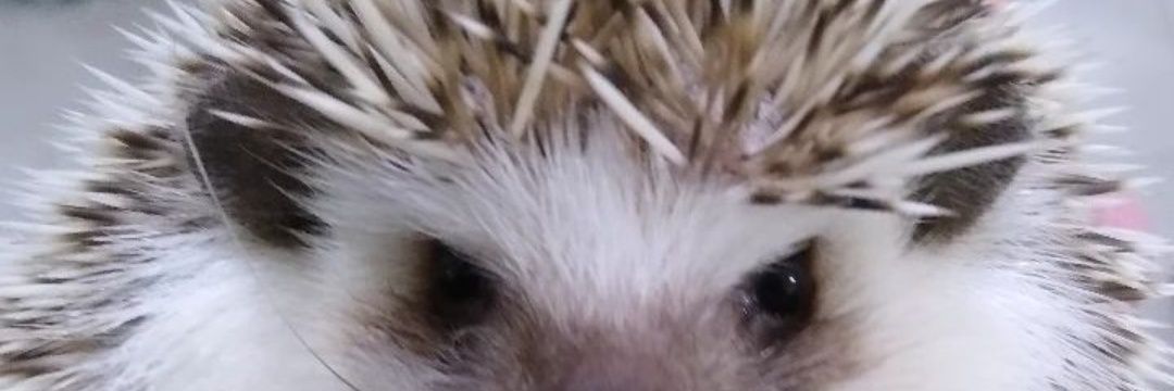 ggiagz's profile banner image