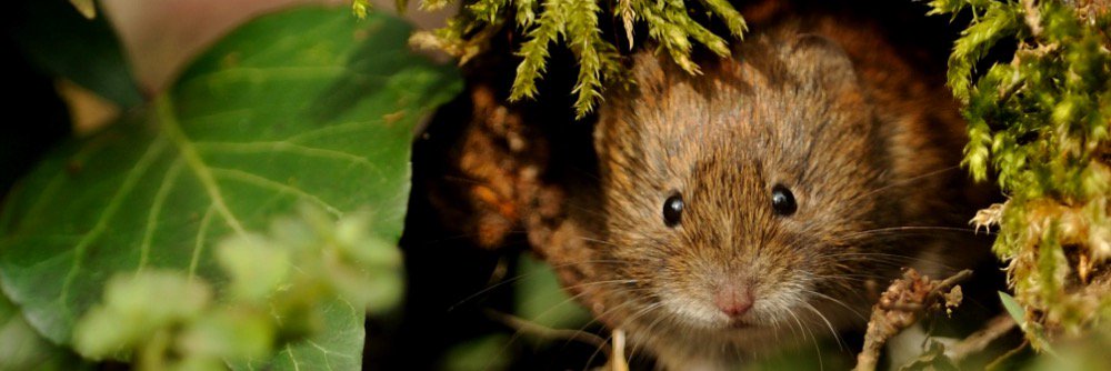 Vole Facts banner