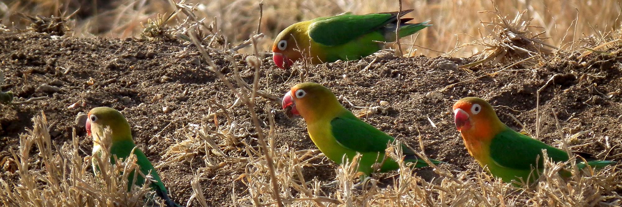 AvianWelfare's profile banner image