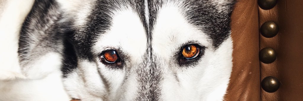 ash_batch's profile banner image