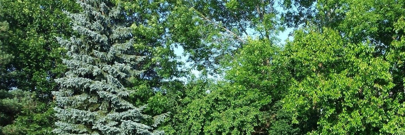 Tami Blumenfield banner