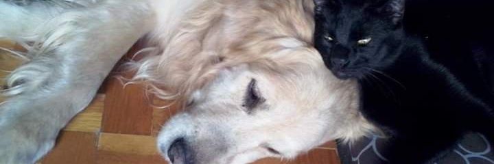 Karol🐾l🦓💜🍻🦓 banner