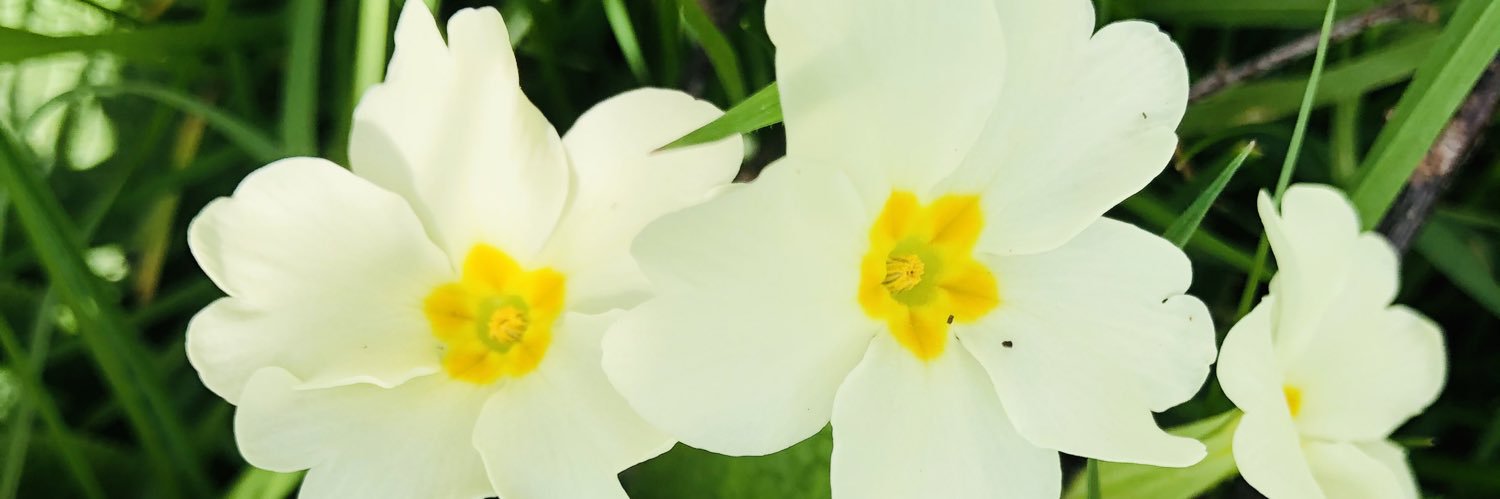 jbalaena's profile banner image