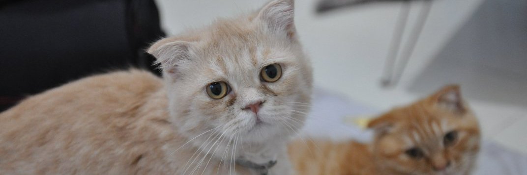 Blossom Notestine "❤️ Memecoin" banner