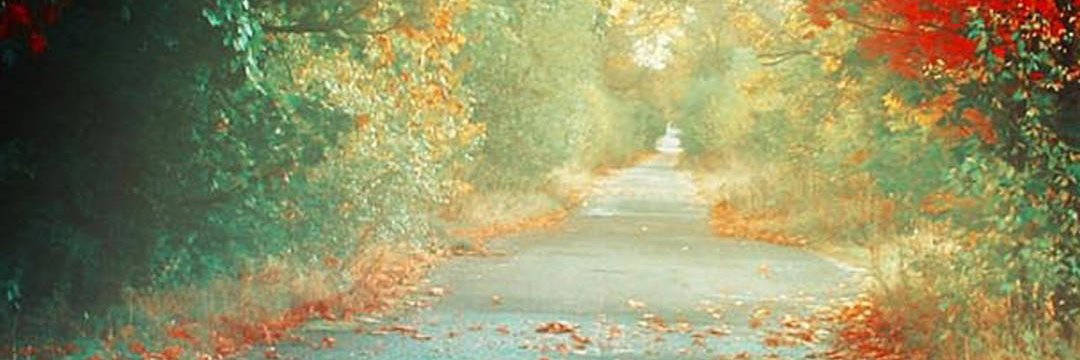 l_z_p's profile banner image