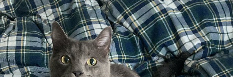 margaridassol's profile banner image