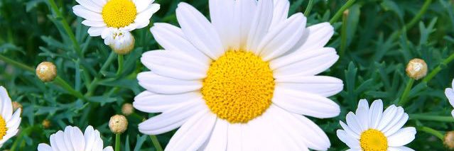 mcarvo3's profile banner image