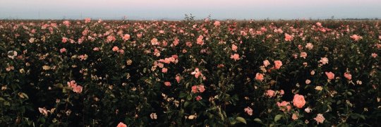 _annappaulafg's profile banner image