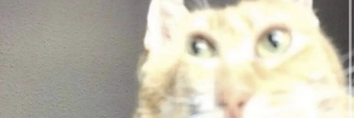 CrispNFTs's profile banner image